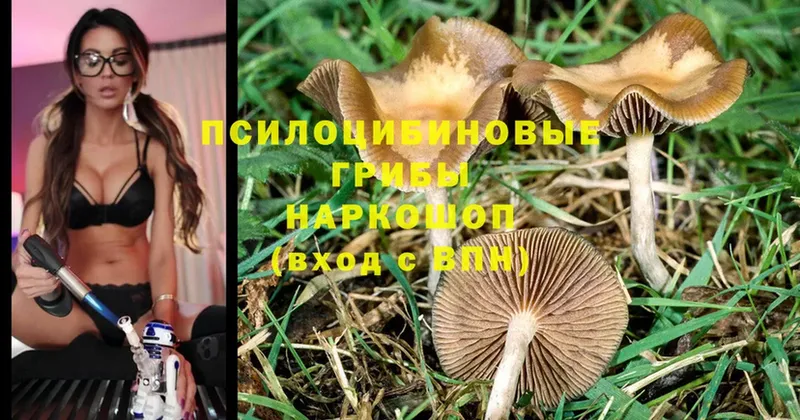 Галлюциногенные грибы MAGIC MUSHROOMS  наркота  Болохово 